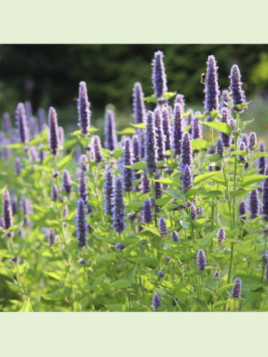 Agastache foeniculum / Hysope anis réglisse