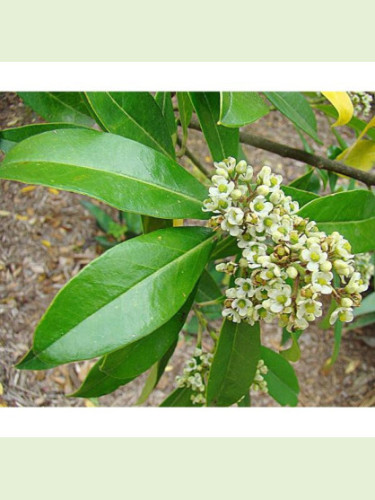 Ilex paraguariensis / Le Maté / Thé du paraguay