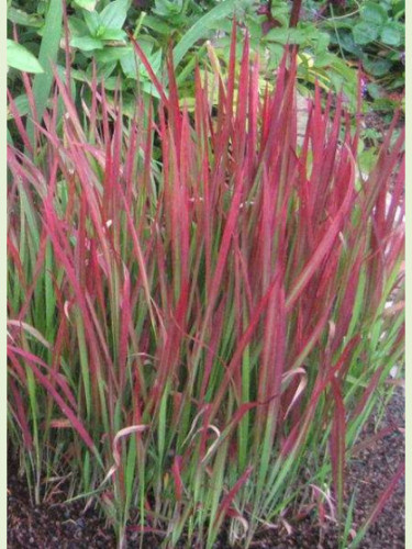 Imperata Cylindrica 'Red Baron'