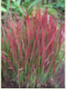 Imperata Cylindrica 'Red Baron'