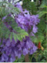 Jacaranda mimosifolia / Flamboyant bleu