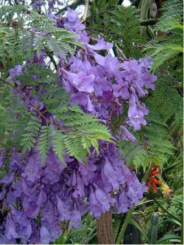 Jacaranda mimosifolia bonsaï blue/ Flamboyant bleu nain