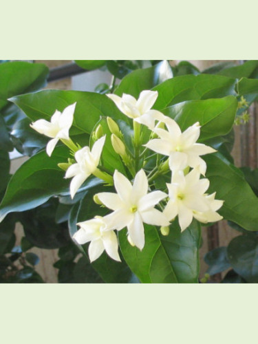 Jasminum sambac / Jasmin d'Arabie