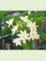 Jasminum sambac / Jasmin d'Arabie