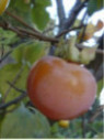 Diospyros 'Fuyu' / Kaki (pomme) / Plaqueminier