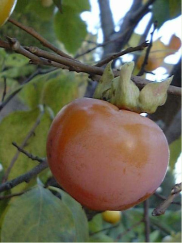 Diospyros ’hana fuyu’/ Kaki (pomme) / Plaqueminier