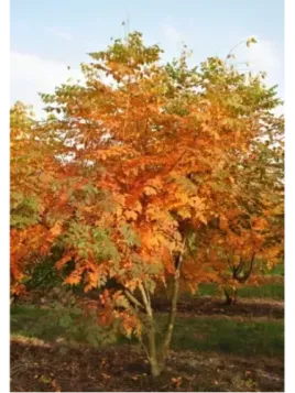 Koelreuteria paniculata / Savonnier