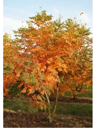 Koelreuteria paniculata / Savonnier