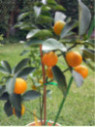 Fortunella crassifolia 'Meiwa' / Kumquat rond