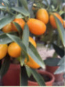 Citrus fortunella margarita / Kumquat ovale