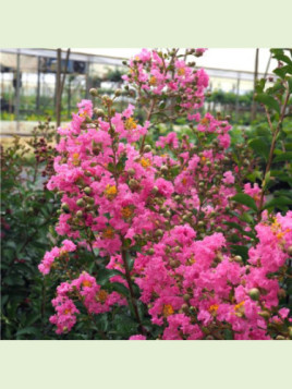 Lagerstroemia indica 'Rose vif' / Lilas des Indes