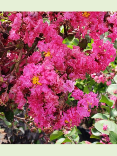 Lagerstroemia indica 'Pink velours' / Lilas des Indes