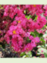 Lagerstroemia indica 'Pink velours' / Lilas des Indes