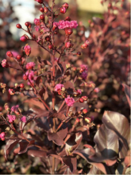 Lagertroemia indica Rhapsody in pink