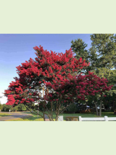 Lagerstroemia indica 'Red imperator' / Lilas des Indes