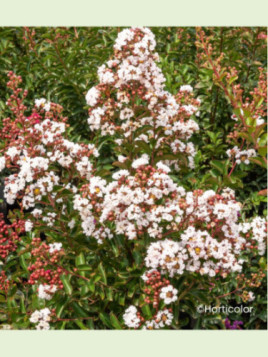 Lagerstormia indica 'Neige d'été' / Lilas des Indes