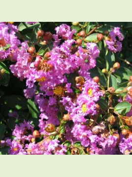 Lagerstroemia indica 'Violet d'été' / Lilas des Indes