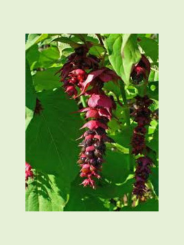 Leycesteria formosa / Arbre à faisan