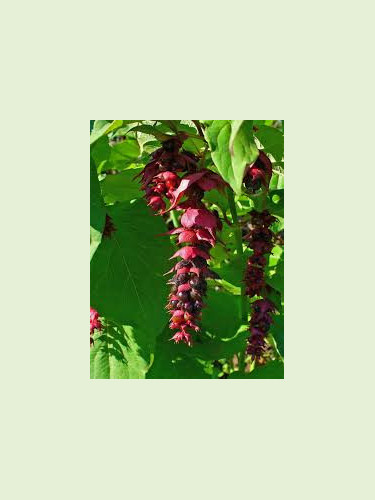 Leycesteria formosa / Arbre à faisan