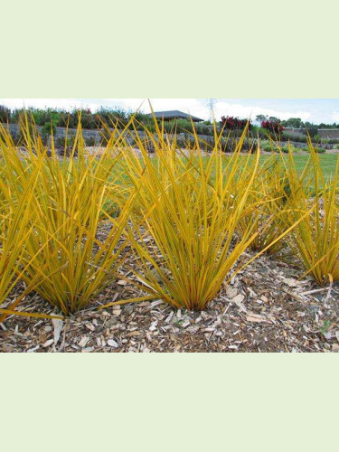 Libertia ixioides 'Goldfinger'