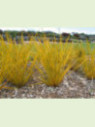 Libertia ixioides 'Goldfinger'