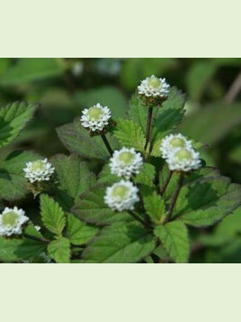 Lippia dulcis / Herbe à sucre des Astèques