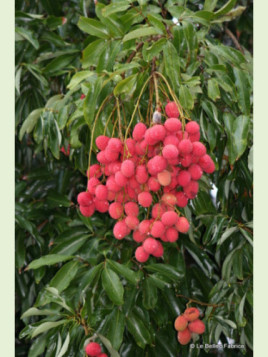 Litchi chinensis 'Kwai may pink'