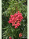 Litchi chinensis 'Kwai may pink'