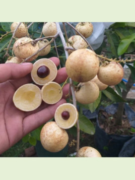 Dimocarpus longan / Longane