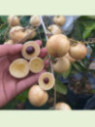 Dimocarpus longan / Longane