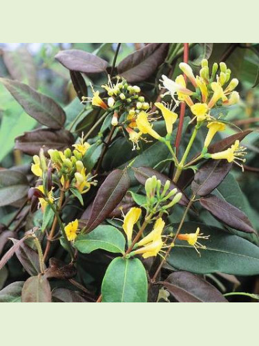 Lonicera 'Henryi Copper beauty' / Chèvrefeuille persistant