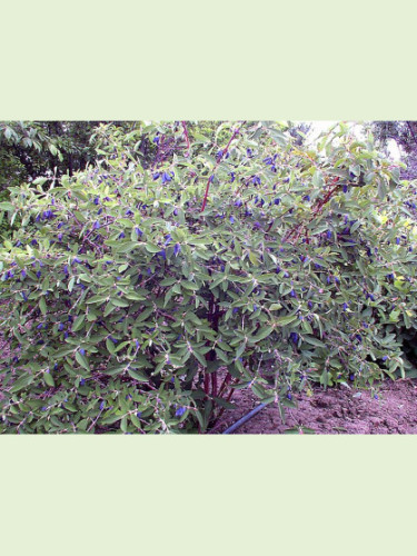 Lonicera caeruela var kamtschatica 'Dolce vita' / Baie de mai