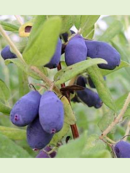 Lonicera caeruela var kamtschatica 'Wojtek' / Baie de mai