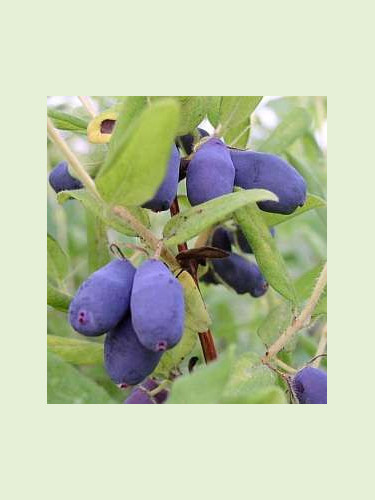 Lonicera caeruela var kamtschatica 'Wojtek' / Baie de mai