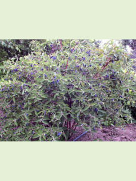 Lonicera caeruela var kamtschatica 'Fruity berry®' / Baie de mai