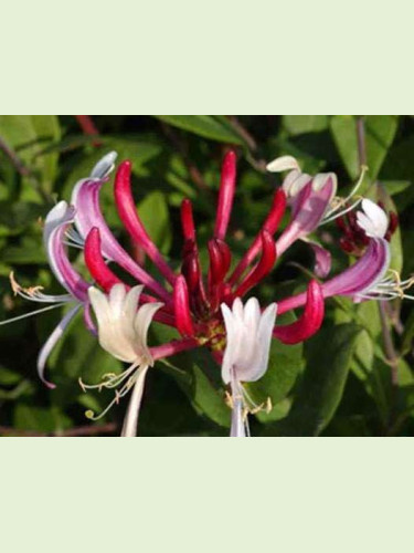 Lonicera japonica var. chinensis / Chèvrefeuille du Japon