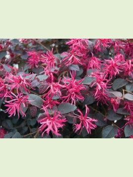 Loropetalum chinense 'Fire Dance'