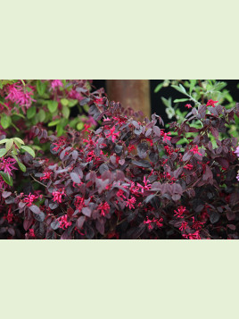 Loropetalum chinense 'Fire Dance'