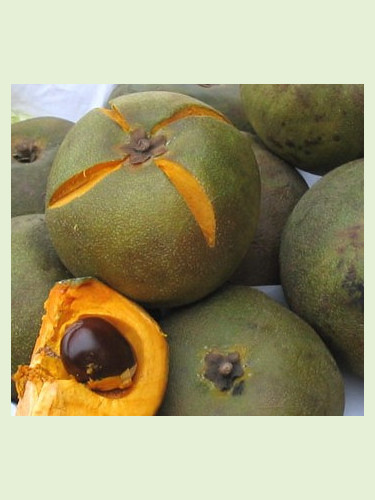 Pouteria lucuma