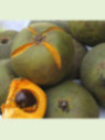 Pouteria lucuma