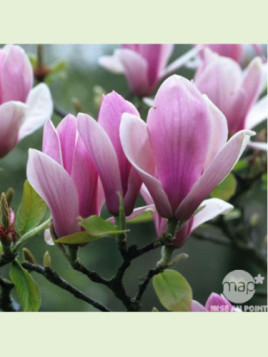 Magnolia x soulangeana 'Rustica rubra'