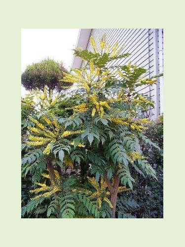 Mahonia x media 'Charity'