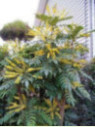 Mahonia x media 'Charity'