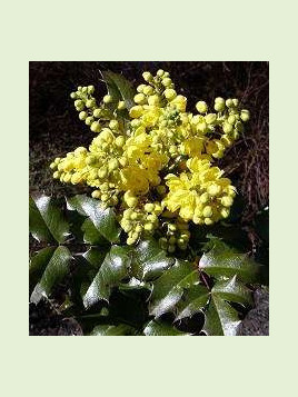 Mahonia aquifolium / Mahonia faux houx