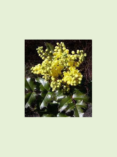 Mahonia aquifolium / Mahonia faux houx