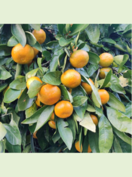 Citrus x unshiu 'Aoshima' / Mandarinier satsuma