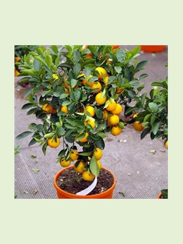 Citrus x myrtifolia 'Chinotto' / Mandarinier chinois