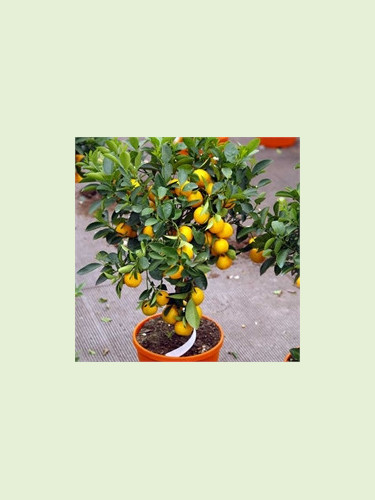 Citrus x myrtifolia 'Chinotto' / Mandarinier chinois