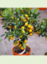 Citrus x myrtifolia 'Chinotto' / Mandarinier chinois