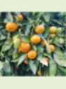 Citrus x unshiu 'Miho' / Mandarinier satsuma